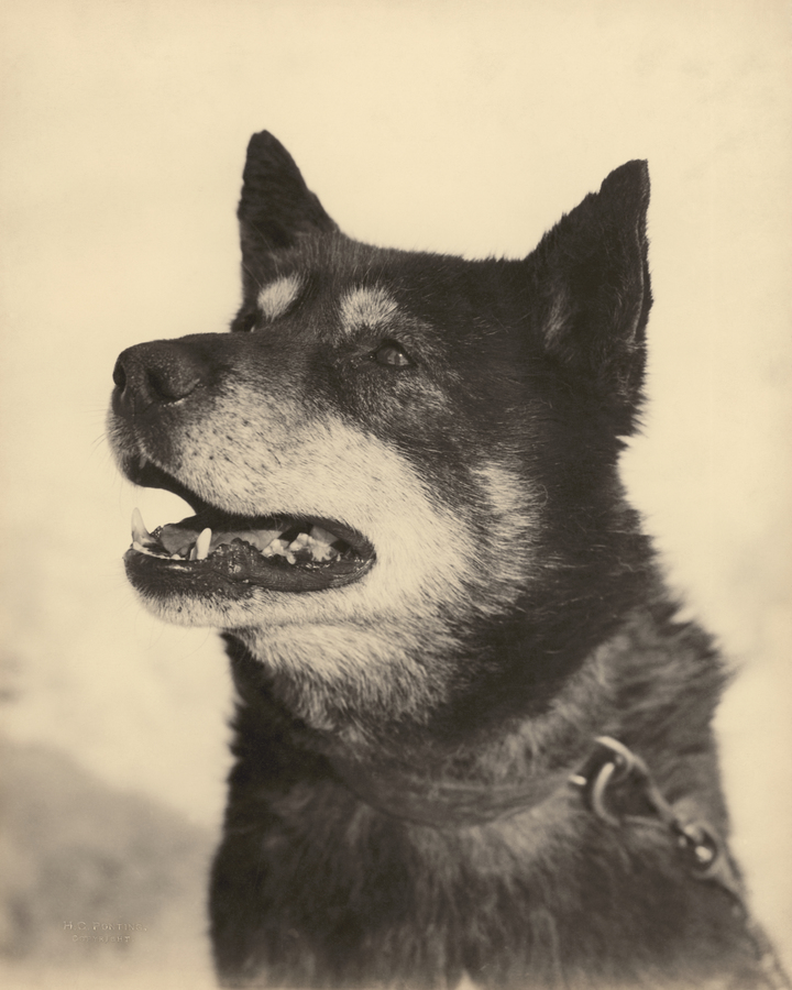 Portrait of a dog brought on the British Antarctic Expedition of 1910.