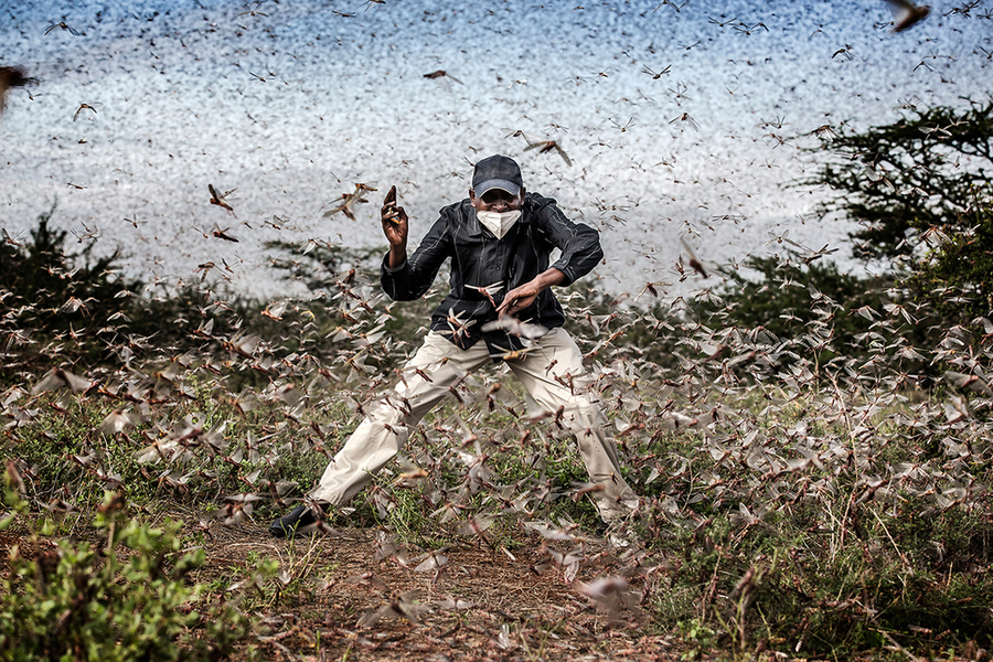 Herny Lenayasa, a Samburu man and chief of the settlement of Archers Post tries to scare away a massive swarm of locust ravaging an area next to Archers Post, Samburu County, Kenya on April 24, 2020.A locust plague fueled by unpredictable weather p